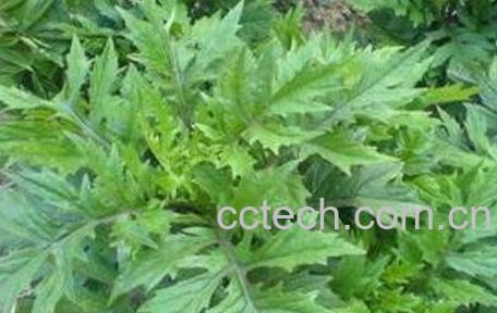 平卧菊三七的功效-1