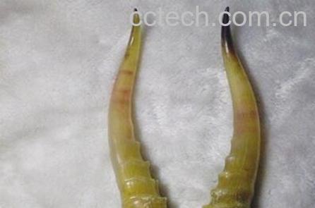 羚羊角的功效和药用价值-0