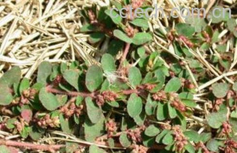 千根草与地锦草的区别-0