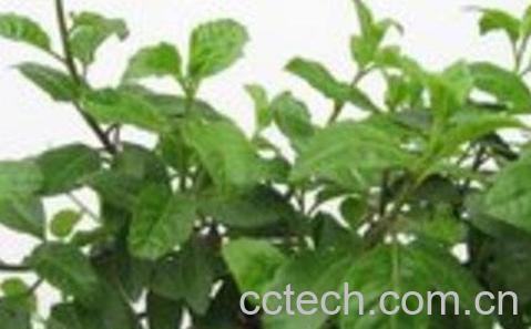 益寿草和长寿草的区别-0