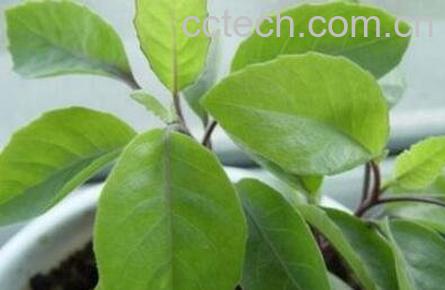 益寿草和长寿草的区别-1