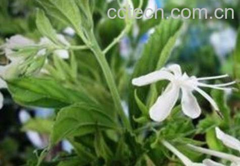 化石草的功效与作用-1