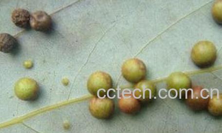 苦芦骨的图片 苦芦骨的性味归经-0