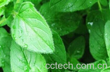 金棘草的作用和功效-0