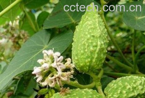 萝如何吃好吃 萝食用方法-0