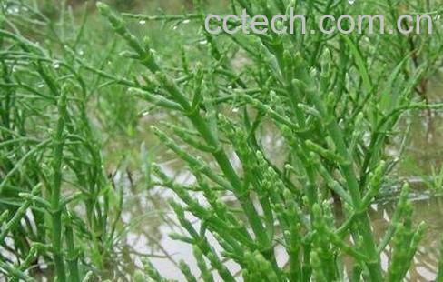 什么是海蓬子 海蓬子怎么种植-0