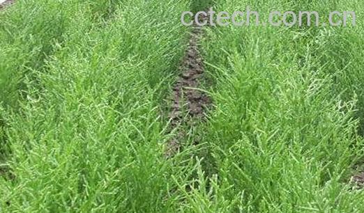 什么是海蓬子 海蓬子怎么种植-1