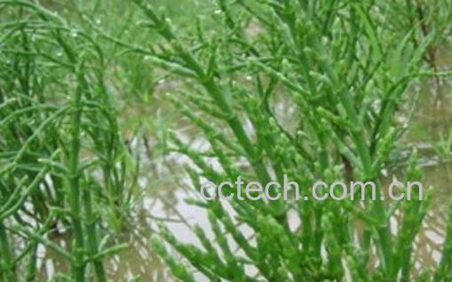 海蓬子图片 海蓬子的功效与作用-0