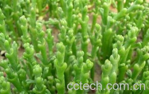 海蓬子图片 海蓬子的功效与作用-1