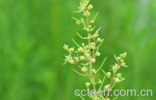 碱蓬的功效与作用-1