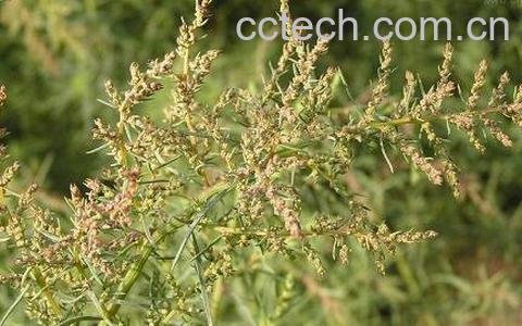 碱蓬的功效与作用-0