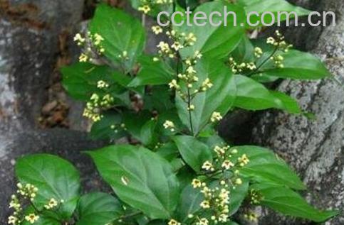 腐婢树叶的营养价值和药用价值-0