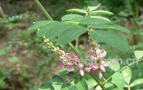 马棘花的药用价值与功效作用-0