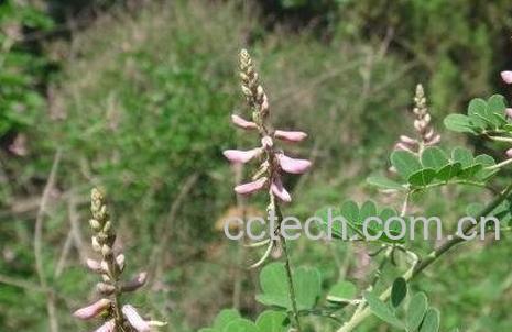 马棘花的药用价值与功效作用-1