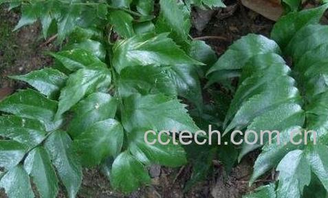 冷蕨子草的药用价值-0