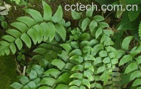 冷蕨子草的药用价值-1