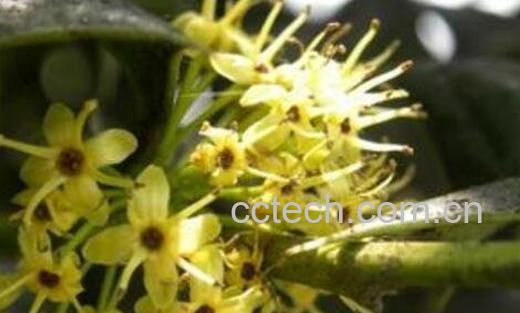 假虎刺的药用价值有哪些-1