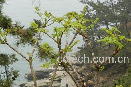 龙牙B木的功效与作用-0