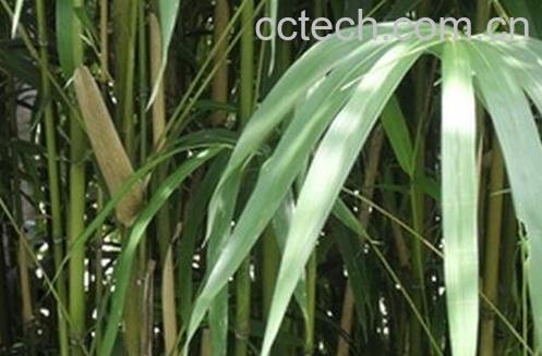 苦竹根的药用价值和功效与作用-0