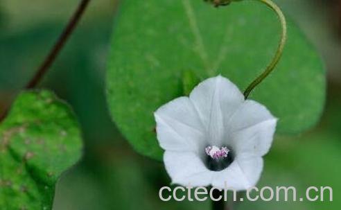 中药篱栏网的功效与用途-0