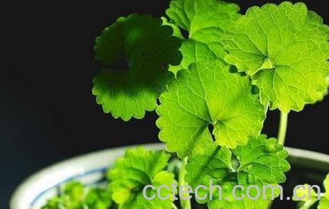 雷公根的功效与作用-0