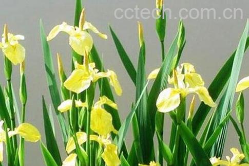 金钱蒲的功效与作用-0