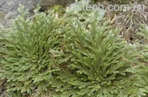 龙鳞的功效与作用及禁忌-0