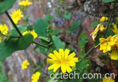 野黄瓜草的功效-0