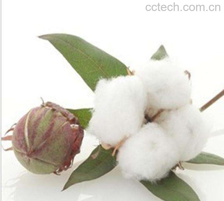 棉花皮-1