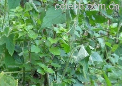 野黄瓜草的功效-1