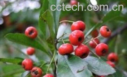 怎样栽培水茶子 水茶子种植方法-0