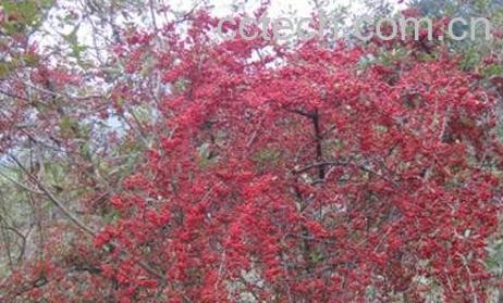 怎样栽培水茶子 水茶子种植方法-1