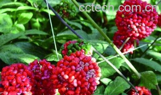 菊山七花的药用价值-1