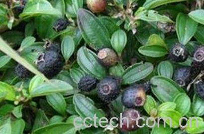 地果的功效与作用-0