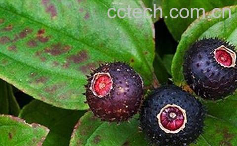 地果的功效与作用-1