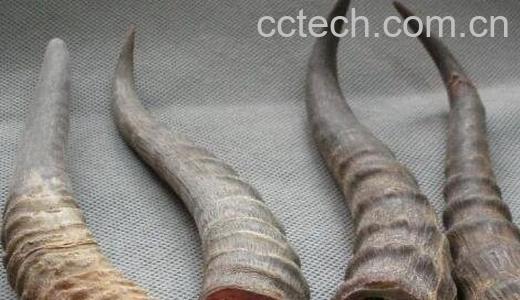 羚羊角的使用方法和功效-1