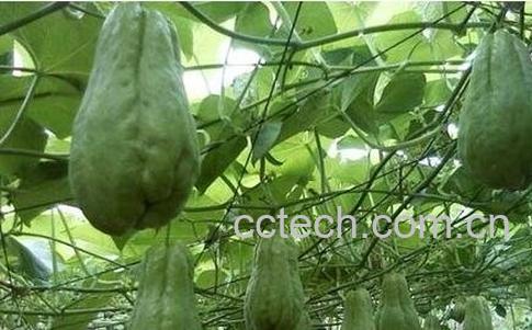 佛手果根的药用价值-0