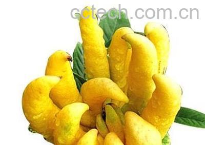 佛手果根-1