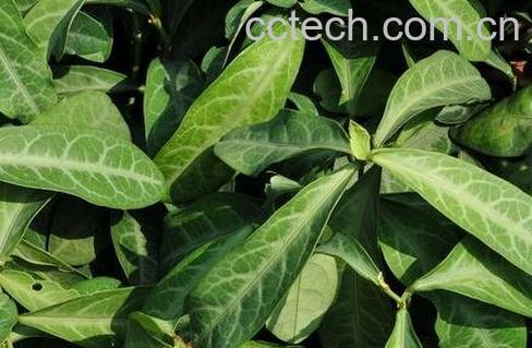 龙叶的副作用 龙叶的药用价值-0