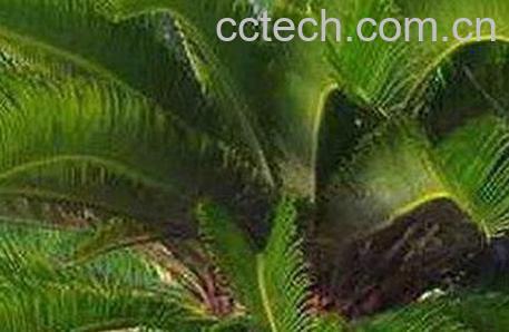 蕉叶的营养成分 蕉叶的功效与作用-0