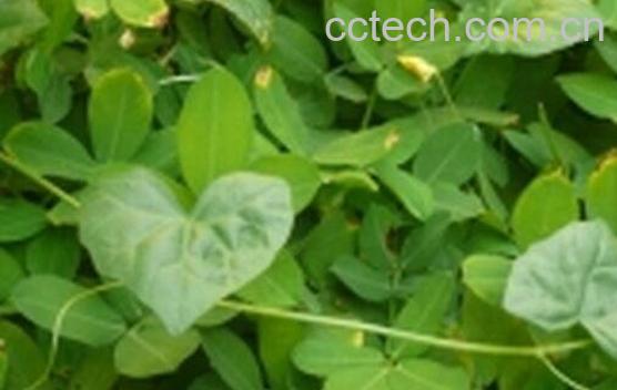 马交儿的作用和药用价值-0