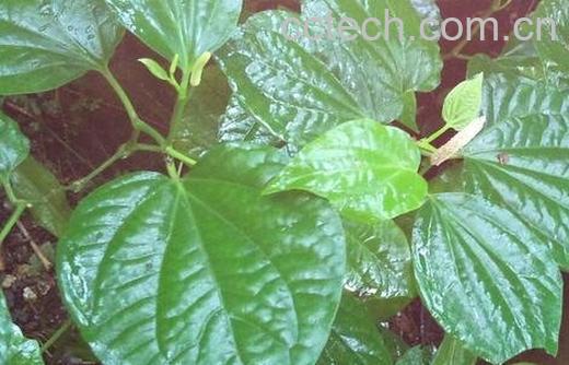 芦子叶的功效和作用-0