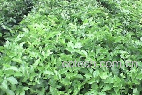 金丝毛根的功效与作用-0