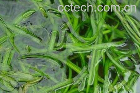 西藏苦草的功效与作用-0