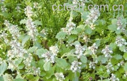 西藏苦草的功效与作用-1