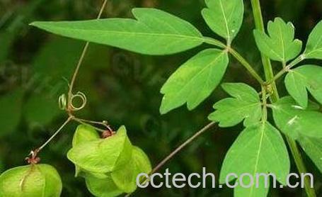 倒地玲的药用价值与功效-1