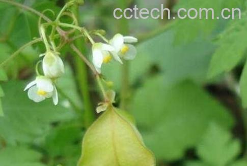 倒地玲的药用价值与功效-0