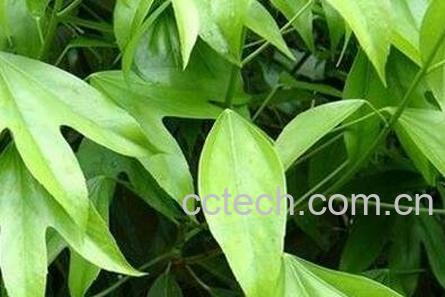 枫荷梨的功效与作用 枫荷梨的药用价值-0