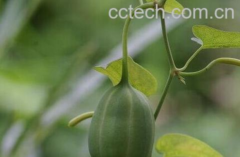 力嘎都的功效与作用-0