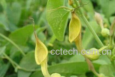 力嘎都的功效与作用-1